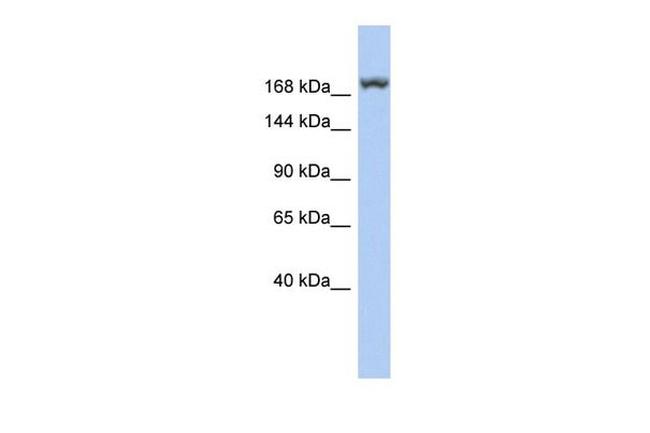LRRC37A3 Antibody in Western Blot (WB)