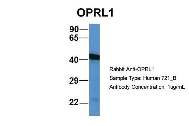 OPRL1 Antibody in Western Blot (WB)