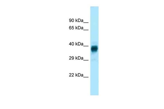 Olfr329-ps Antibody in Western Blot (WB)