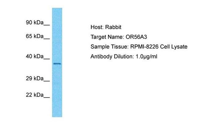 OR56A3 Antibody in Western Blot (WB)
