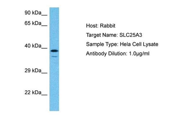 SLC25A3 Antibody in Western Blot (WB)