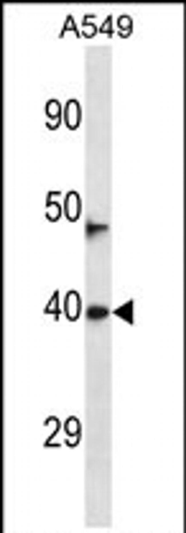 NEURL3 Antibody in Western Blot (WB)
