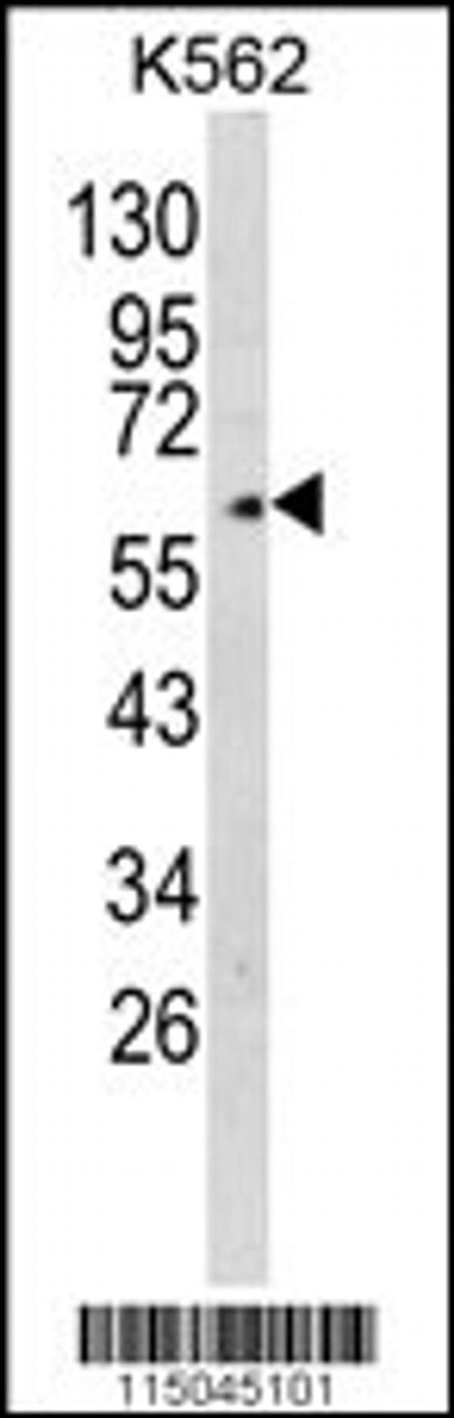 Glypican 4 Antibody in Western Blot (WB)