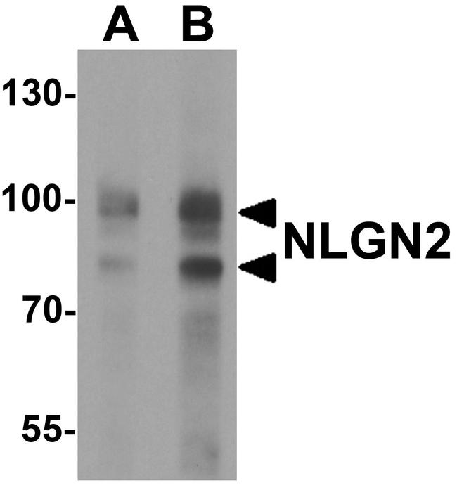 Neuroligin 2 Antibody in Western Blot (WB)