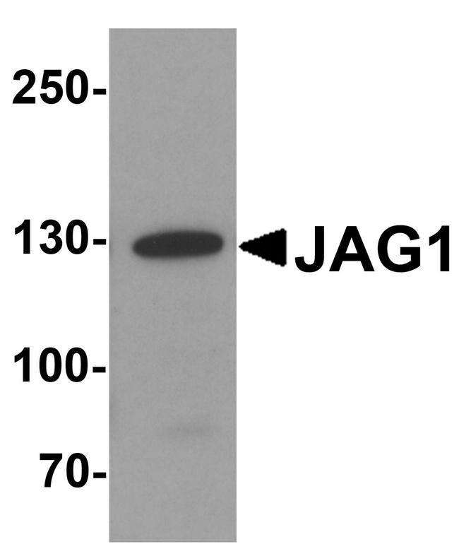 Jagged1 Antibody in Western Blot (WB)