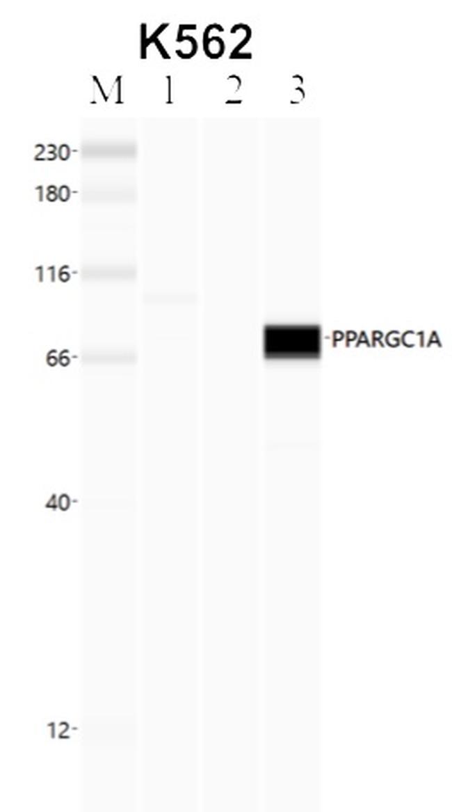 PPARGC1A Antibody in RNA Immunoprecipitation (RIP)