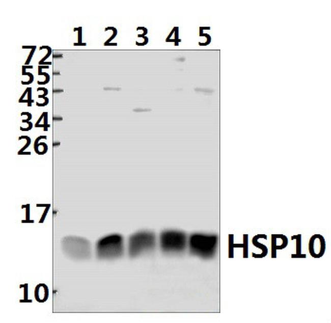 HSPE1 Antibody in Western Blot (WB)