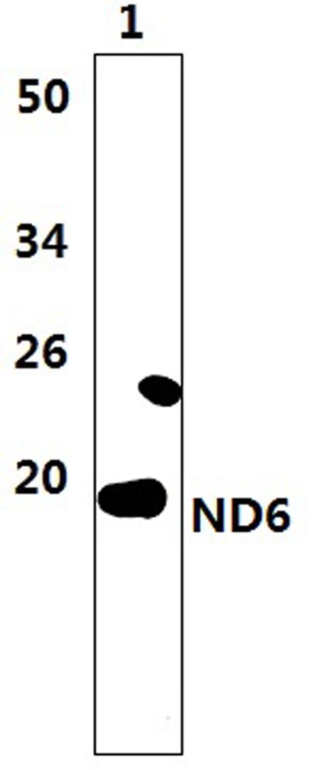 MT-ND6 Antibody in Western Blot (WB)