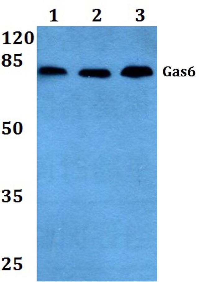GAS6 Antibody in Western Blot (WB)