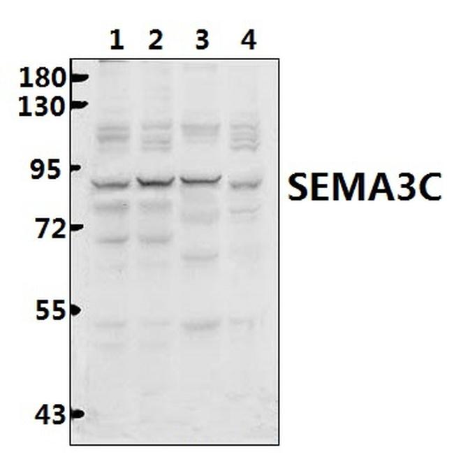 SEMA3C Antibody in Western Blot (WB)