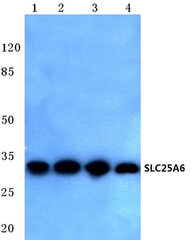 SLC25A6 Antibody in Western Blot (WB)