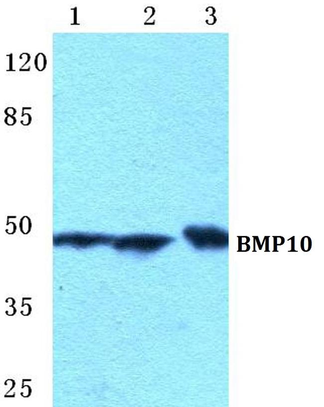 BMP-10 Antibody in Western Blot (WB)