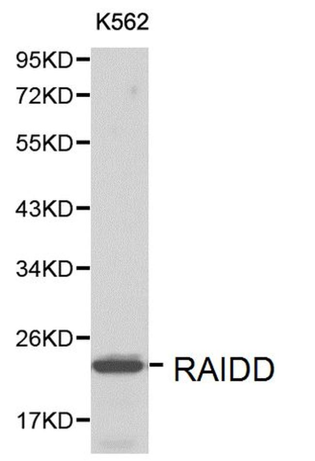 RAIDD Antibody in Western Blot (WB)