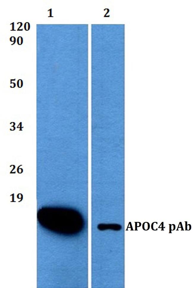 APOC4 Antibody in Western Blot (WB)