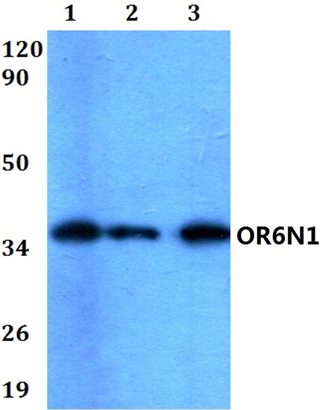 OR6N1 Antibody in Western Blot (WB)