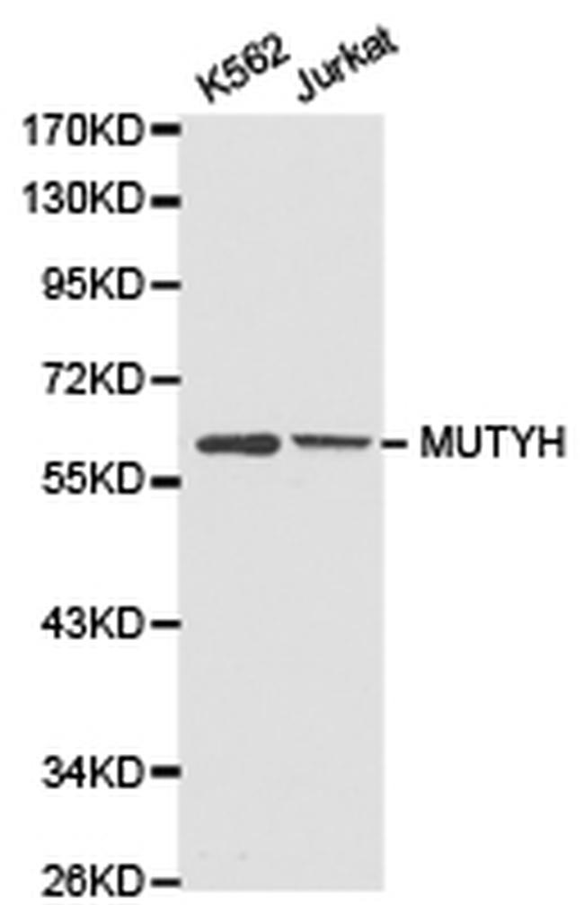 MUTYH Antibody in Western Blot (WB)