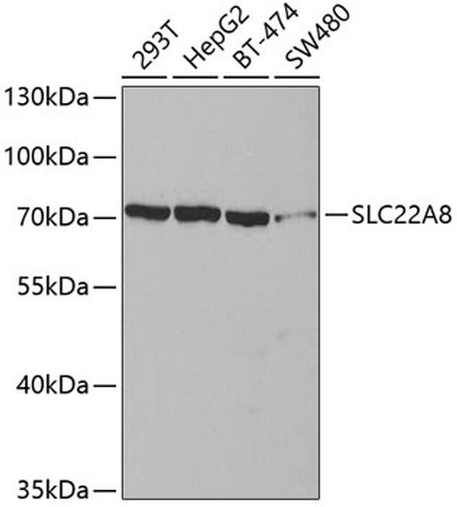 SLC22A8 Antibody in Western Blot (WB)