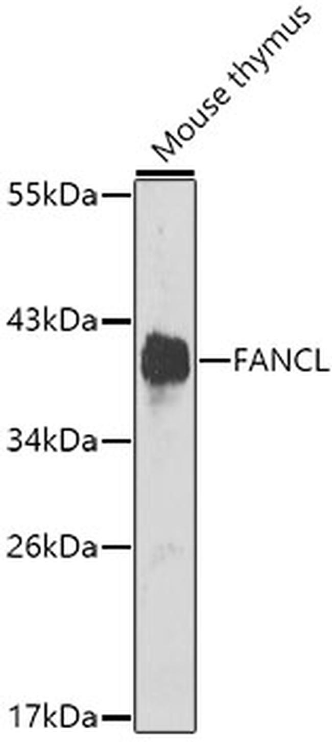 FANCL Antibody in Western Blot (WB)