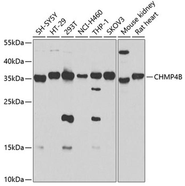 CHMP4B Antibody in Western Blot (WB)