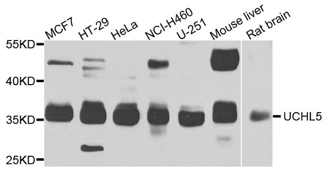 UCH37 Antibody in Western Blot (WB)