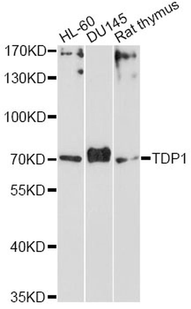 TDP1 Antibody in Western Blot (WB)