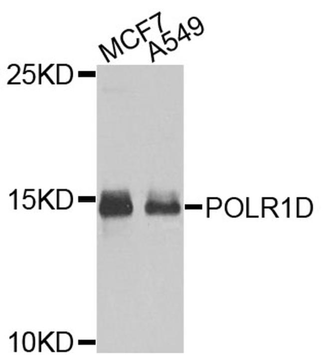 POLR1D Antibody in Western Blot (WB)