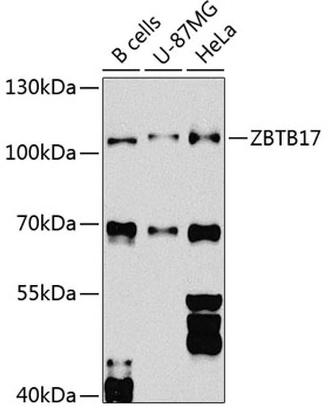 ZBTB17 Antibody in Western Blot (WB)