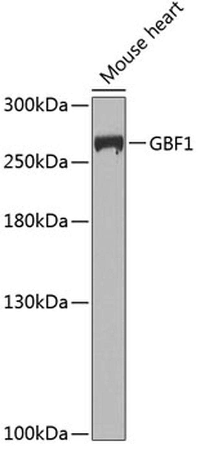 GBF1 Antibody in Western Blot (WB)