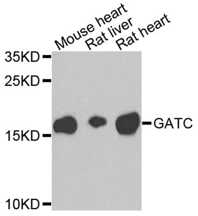 GATC Antibody in Western Blot (WB)