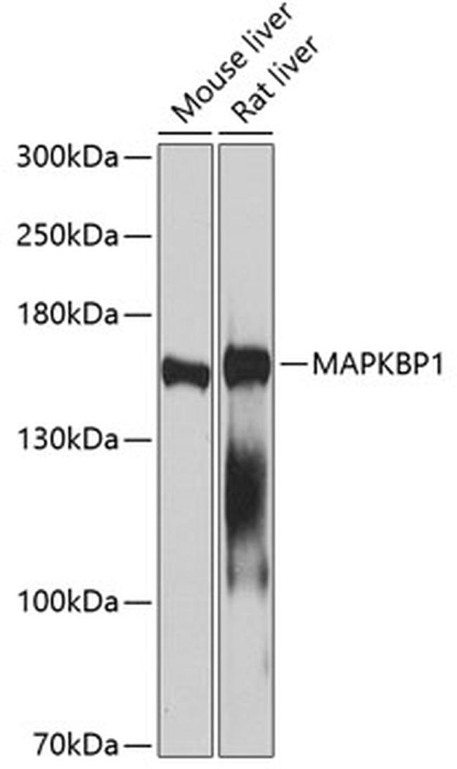MAPKBP1 Antibody in Western Blot (WB)