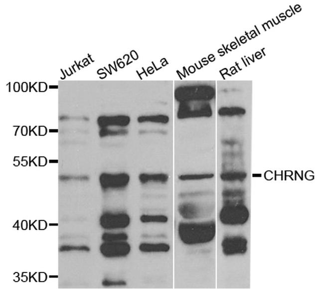 CHRNG Antibody in Western Blot (WB)
