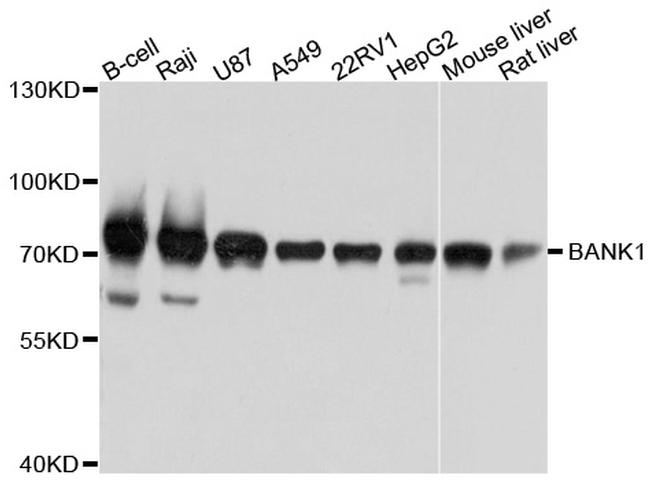 BANK1 Polyclonal Antibody (PA5-76543)
