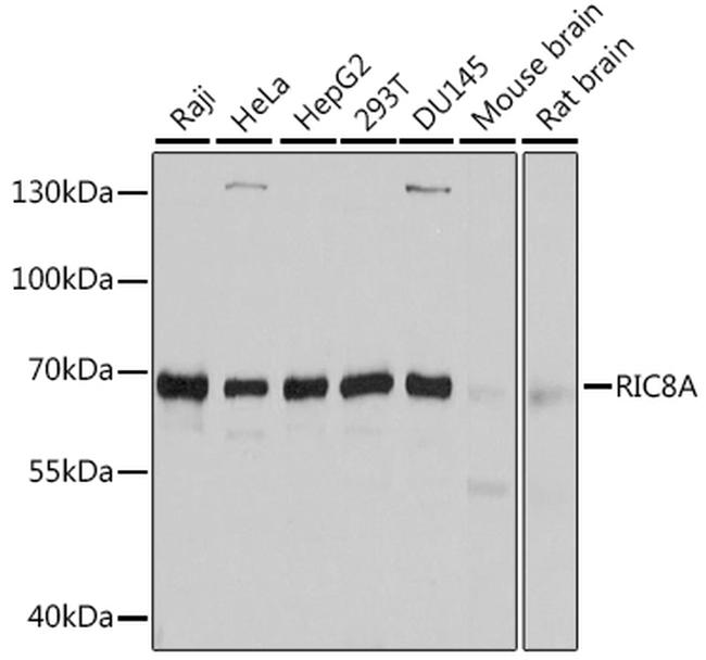 RIC8A Antibody in Western Blot (WB)