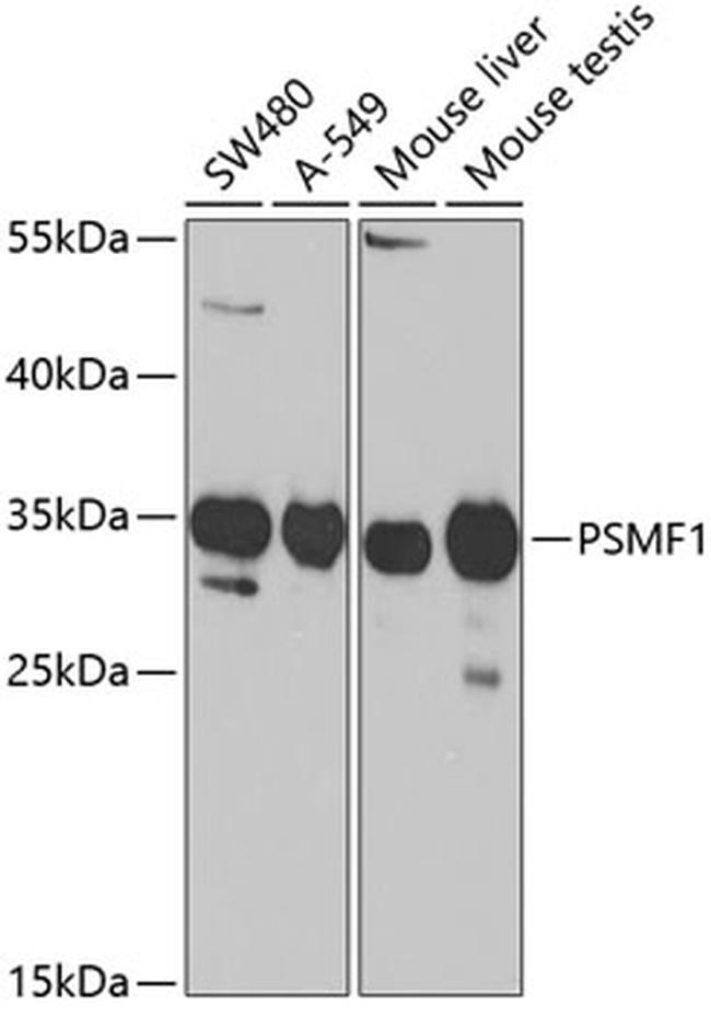 PSMF1 Antibody in Western Blot (WB)