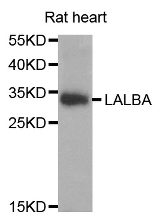 LALBA Antibody in Western Blot (WB)