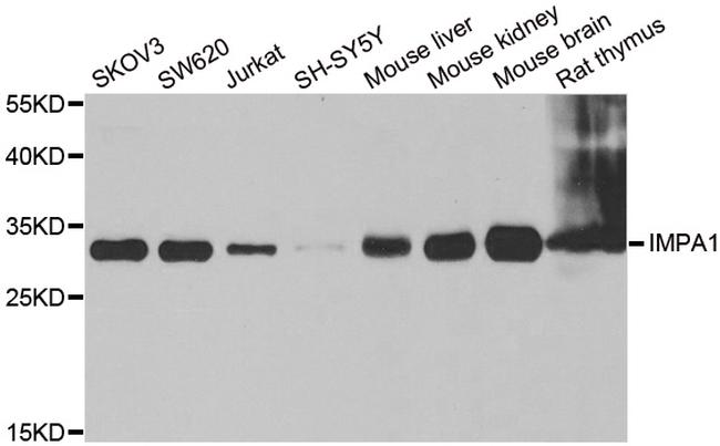 IMPA1 Antibody in Western Blot (WB)