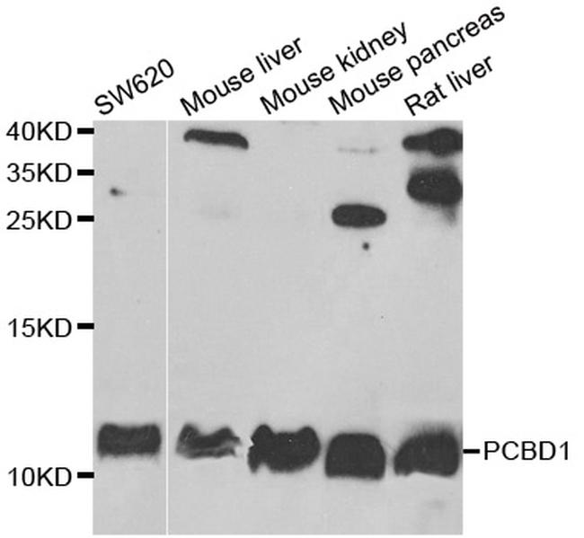 PCBD1 Antibody in Western Blot (WB)
