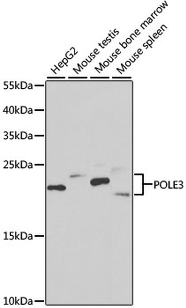 POLE3 Antibody in Western Blot (WB)