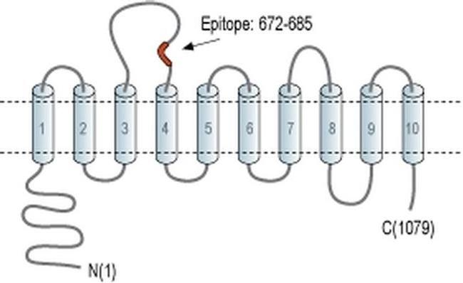SLC4A4 (extracellular) Antibody