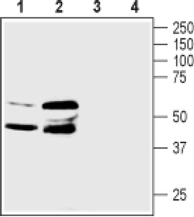 PTGER3 Antibody in Western Blot (WB)