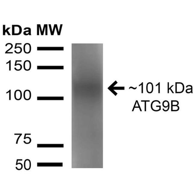 ATG9B Antibody in Western Blot (WB)