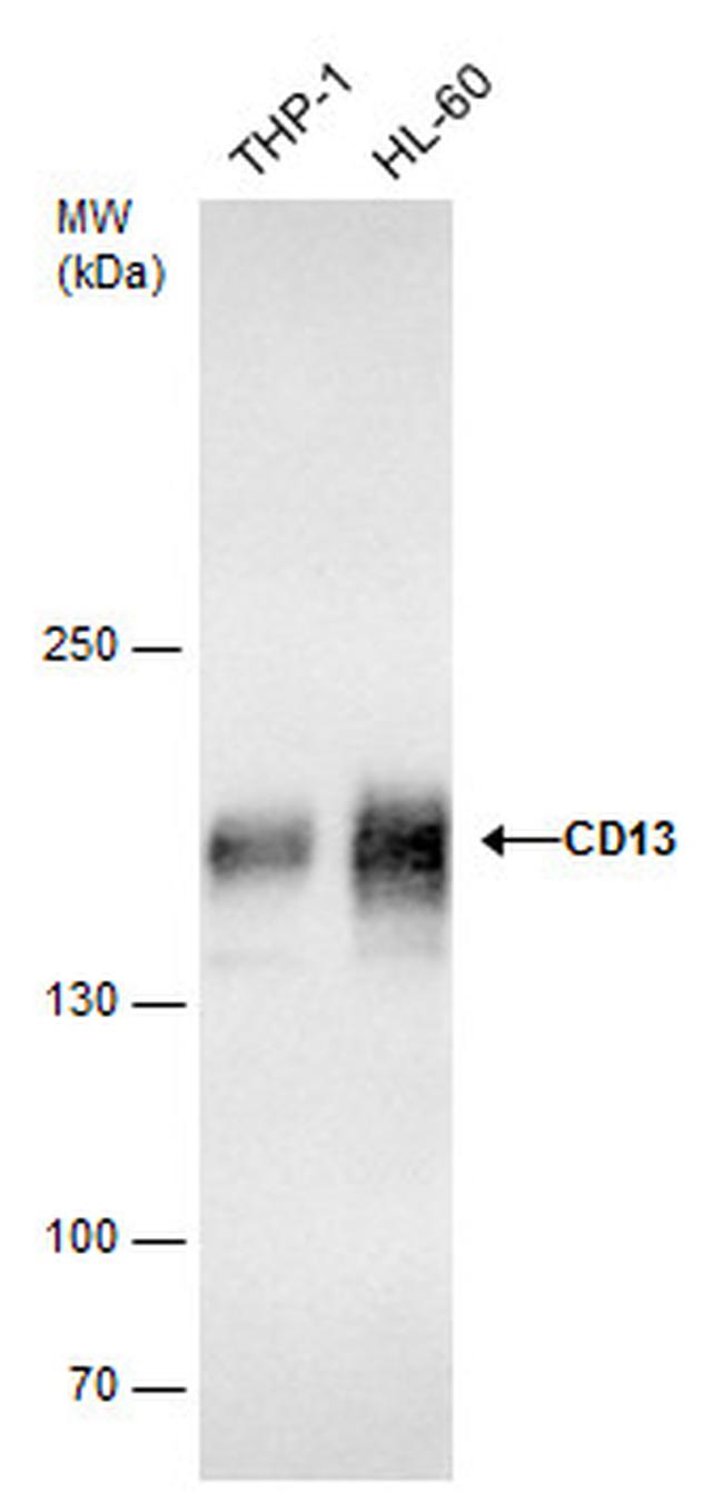 CD13 Antibody in Western Blot (WB)