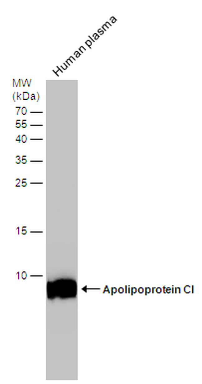 Apolipoprotein C1 Antibody in Western Blot (WB)
