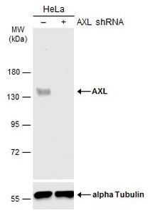 Axl Antibody