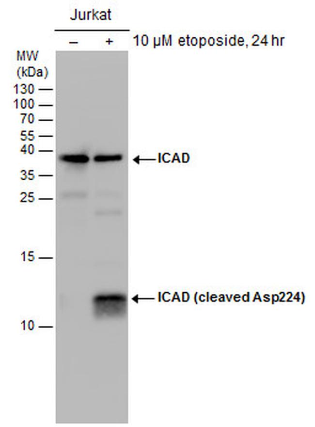 ICAD (cleaved Asp224) Antibody in Western Blot (WB)