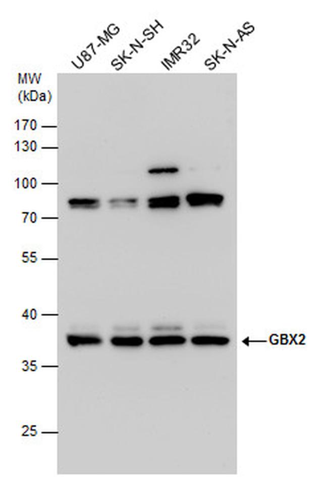 GBX2 Antibody in Western Blot (WB)