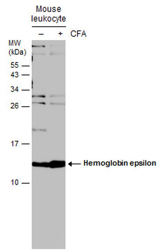 HBE1 Antibody in Western Blot (WB)