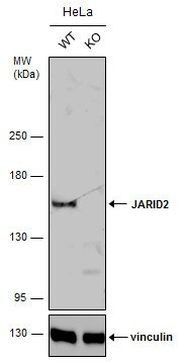 JARID2 Antibody