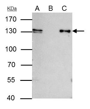 MCM2 Antibody in Immunoprecipitation (IP)