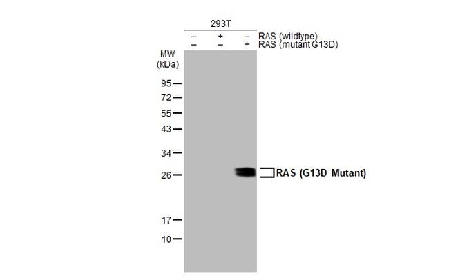 Ras (G13D Mutant) Antibody in Western Blot (WB)